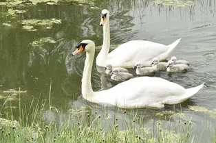 Важно ли россиянам репродуктивное здоровье? Опубликованы результаты опроса Важно ли россиянам репродуктивное здоровье? Опубликованы результаты опроса