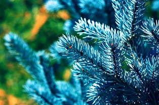 Выращивание голубой ели из черенков в домашних условиях весной 2026 года: пошаговая инструкция