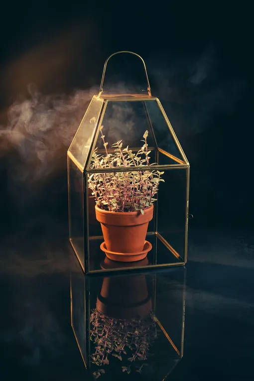 Просто автополив растений на время отпуска: просто накройте свои цветы пластиковыми или стеклянными колпаками Просто автополив растений на время отпуска: просто накройте свои цветы пластиковыми или стеклянными колпаками