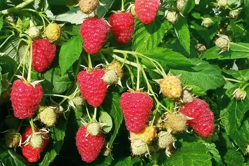 Выберите подходящие сорта малины и сочетайте их в саду Выберите подходящие сорта малины и сочетайте их в саду