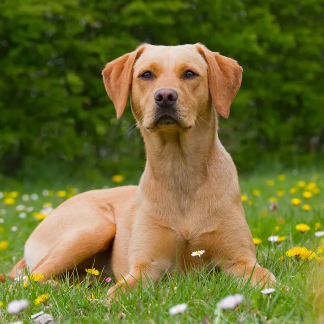 Аллергии весной: как распознать и чем помочь собаке