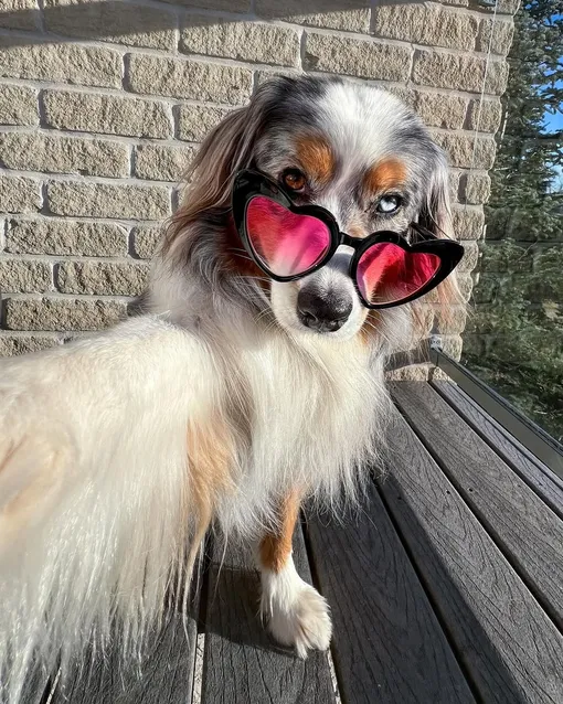 У австралийской овчарки Седоны с глазами всё в порядке. Просто эта девочка — модница!