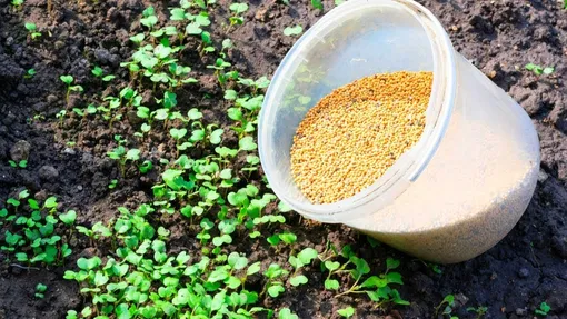 Посев сидератов Посев сидератов