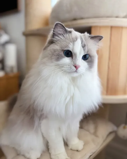 рэгдолл фото рэгдолл фото