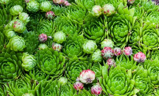 7 цветущих растений, обожающих песчаную почву