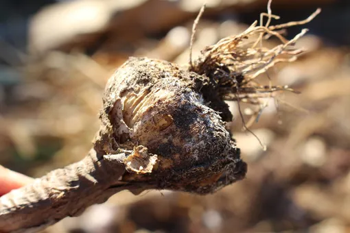 Зачем обрабатывать озимый чеснок перед посадкой
