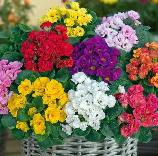 Примула «примлет» бывает разных цветов Примула «примлет» бывает разных цветов