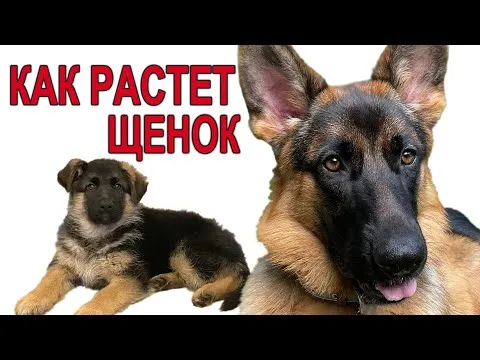 Нажми и смотри