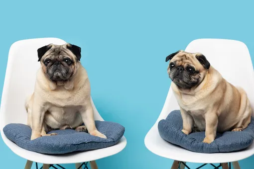 Конец эры брахицефалов: неужели мопсы и бульдоги исчезнут уже через 10 лет?