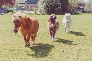 Чудо природы: спасенный детеныш мини-лошади имитирует «лунную походку»