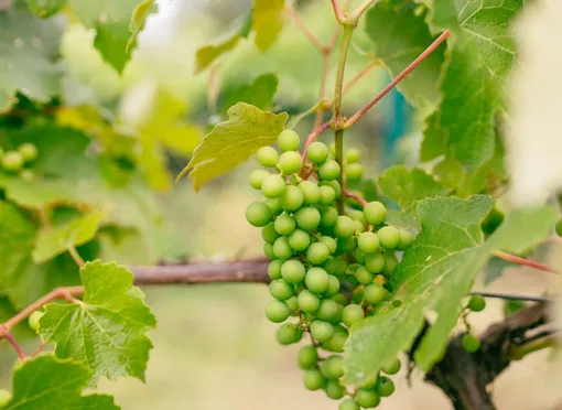 Лунный посевной календарь на неделю с 15 по 21 сентября 2025 года: благоприятные и неблагоприятные дни для садовых и огородных работ