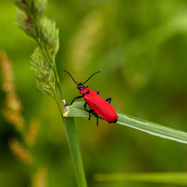 Лунный календарь борьбы с вредителями на апрель 2025 года