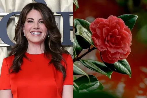 «Я была нулевым пациентом»: Моника Левински выпустила свечу с «ароматом против буллинга» «Я была нулевым пациентом»: Моника Левински выпустила свечу с «ароматом против буллинга»