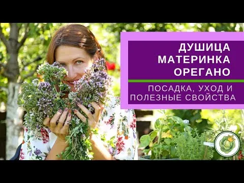 Нажми и смотри
