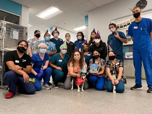 вечеринка в честь чихуахуа вечеринка в честь чихуахуа