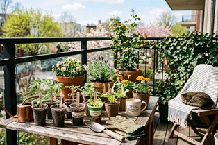 14 дней до улицы: 5 советов для закаливания рассады весной 2026