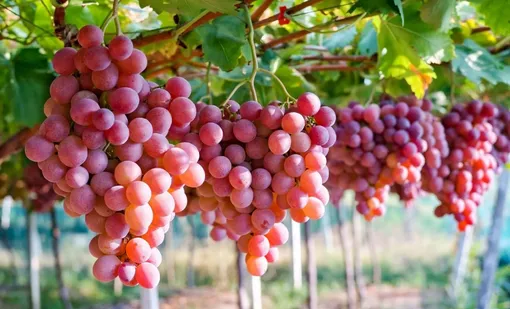 Эффективные методы защиты винограда от птиц