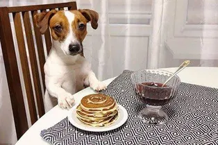 Компанию IKEA обвинили в сексизме из-за рекламы с собакой