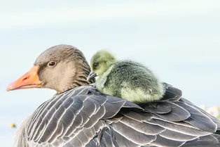 Материнский капитал будет увеличен в 2024 году. Сколько денег получат родители?