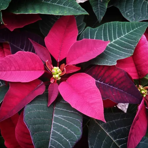 пуансеттия сорта