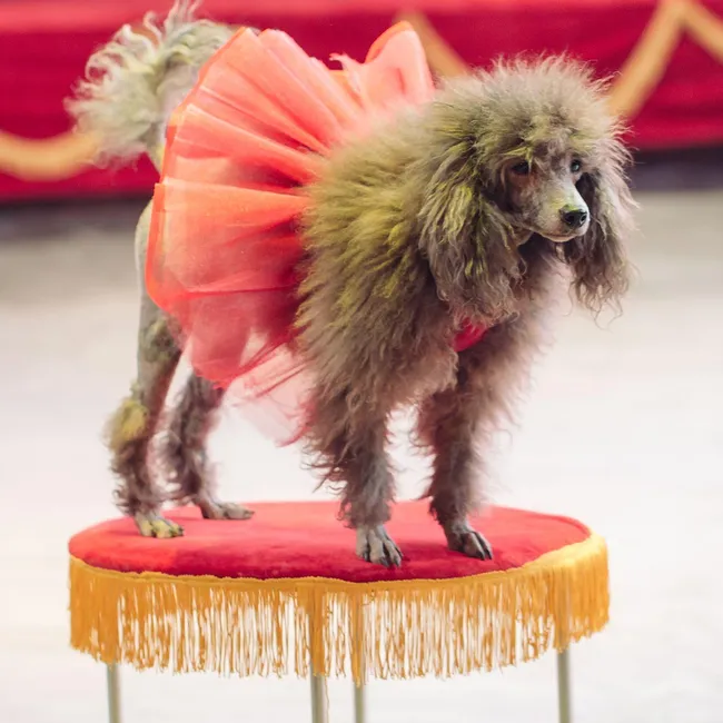 Чудо Олега Попова и Клякса Карандаша: собаки в цирке