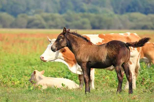 Чужих детей не бывает: корова усыновила жеребенка, оставшегося без мамы