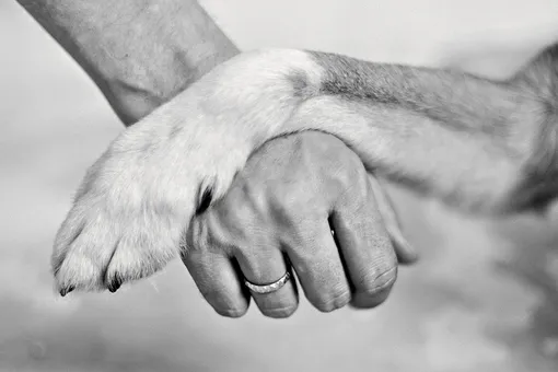 Дай лапу! Сотрудники фонда помощи бездомным животным «РЭЙ» – о тех, с кем они не смогли расстаться Дай лапу! Сотрудники фонда помощи бездомным животным «РЭЙ» – о тех, с кем они не смогли расстаться