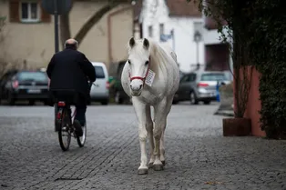 Городская легенда: лошадь 14 лет гуляет одна, с тех пор как хозяин состарился