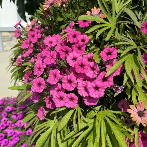 Супертуния Миниатюрная (Supertunia Mini)