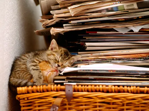 10 способов использования старых газет в быту и котята