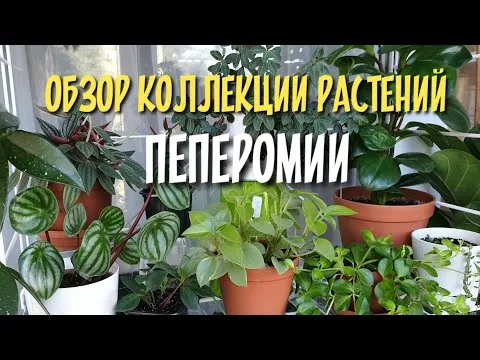 Нажми и смотри