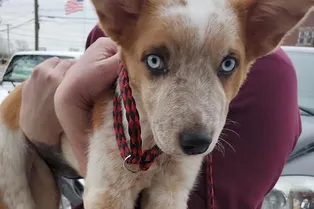 Десятки людей вышли на митинг ради избитого щенка