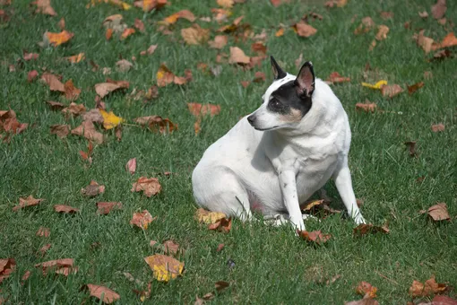 Об особенностях содержания животных одинокими людьми, о правильном питании кошек и собак, необходимости регулярной физической активности Об особенностях содержания животных одинокими людьми, о правильном питании кошек и собак, необходимости регулярной физической активности