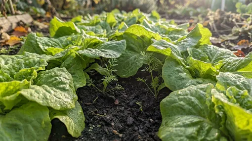 6 компаньонов моркови, которые реально улучшают урожай 6 компаньонов моркови, которые реально улучшают урожай