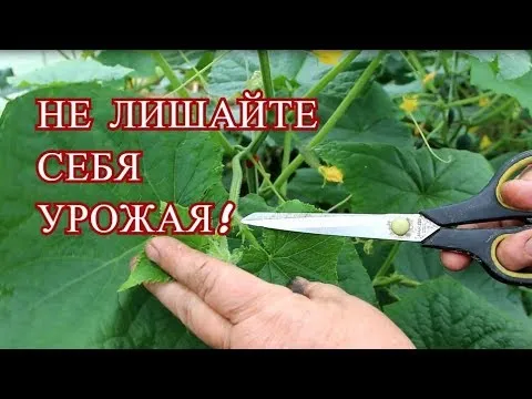 Нажми и смотри