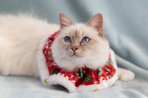 бирманская кошка фото бирманская кошка фото