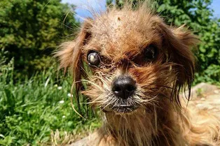 Умирающего щенка подобрали на улице. Вот что сделали с ним любовь и забота