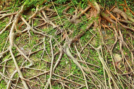 Почему ни в коем случае нельзя покрывать землёй корни деревьев