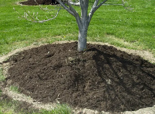 Как защитить корневую систему плодовых деревьев Как защитить корневую систему плодовых деревьев