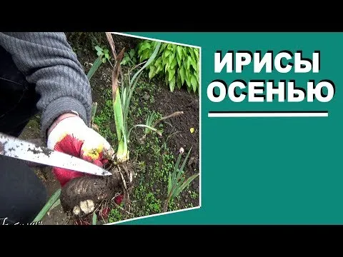 Нажми и смотри