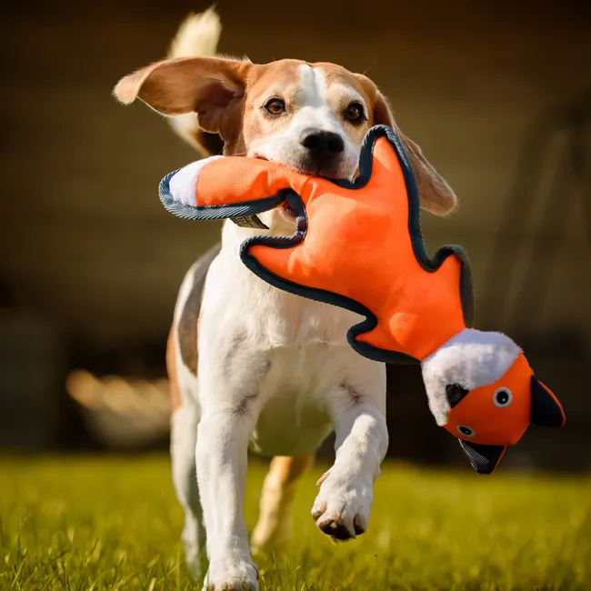 5 бюджетных альтернатив дорогим игрушкам для собак: что можно сделать из старых футболок и пластиковых бутылок