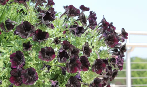 Дебонэйр Блэк Черри (Debonair Black Cherry)
