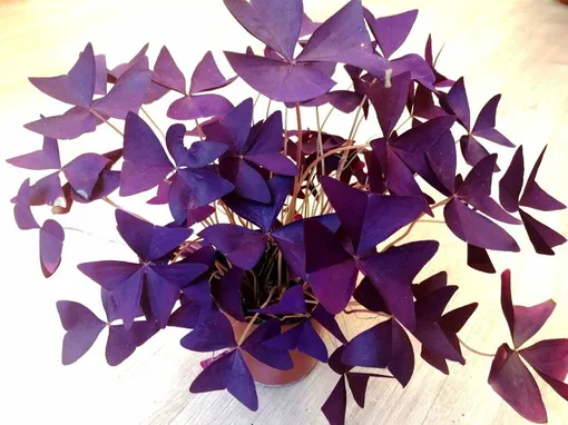 Почему стоит посадить оксалис дома: 5 основных причин Почему стоит посадить оксалис дома: 5 основных причин