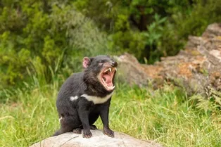 Это чудо: тасманские дьяволы, которые считались вымершими, возрождаются