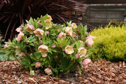 Морозник восточный (Helleborus orientalis) Морозник восточный (Helleborus orientalis)