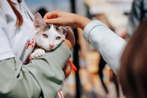 фестиваль «собаки, которые любят» фестиваль «собаки, которые любят»