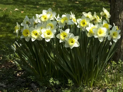 Нарциссы
