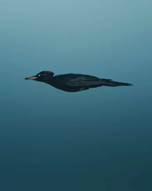 Маскируясь под стрелу Маскируясь под стрелу