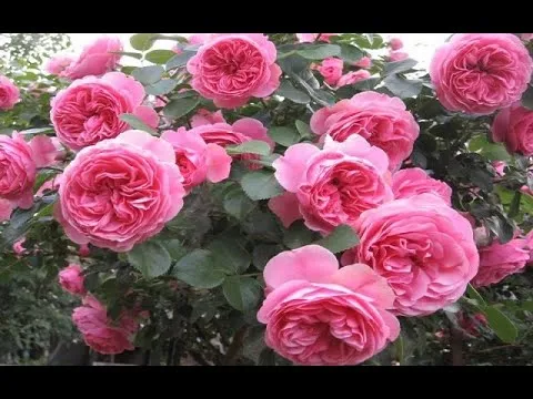 Нажми и смотри