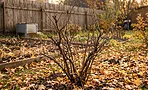 Как подготовить смородину к зиме: обрезка, полив и подкормка — чтобы в следующем году был урожай, а не просто ветки Как подготовить смородину к зиме: обрезка, полив и подкормка — чтобы в следующем году был урожай, а не просто ветки